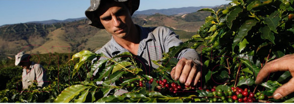 Изображение товара Кофе в зернах Lavazza La Reserva de Tierra Selection Espresso 100% Arabica (1кг)