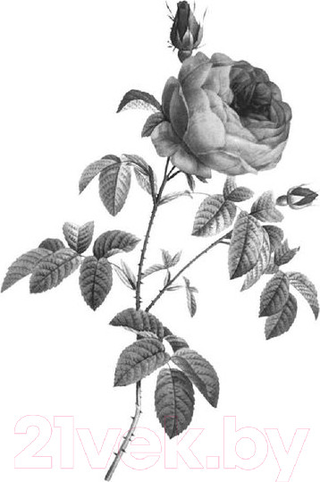 Изображение товара Книга Эксмо Общество Джейн Остен (Дженнер Н.)