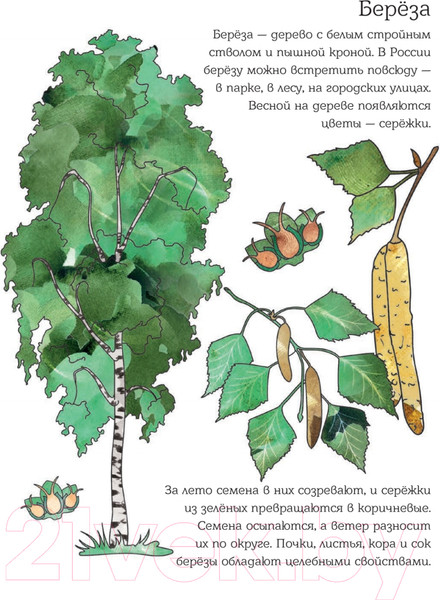 Изображение товара Энциклопедия Питер Мой первый гербарий. Цветы и листья (Фишер Т.)