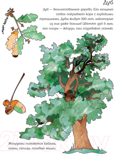 Изображение товара Энциклопедия Питер Мой первый гербарий. Цветы и листья (Фишер Т.)