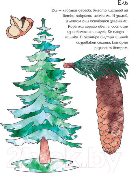 Изображение товара Энциклопедия Питер Мой первый гербарий. Цветы и листья (Фишер Т.)