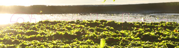 Изображение товара Лакомство для собак Bosch Petfood Sammy's Зубная фея водоросли / 61030060 (60г)