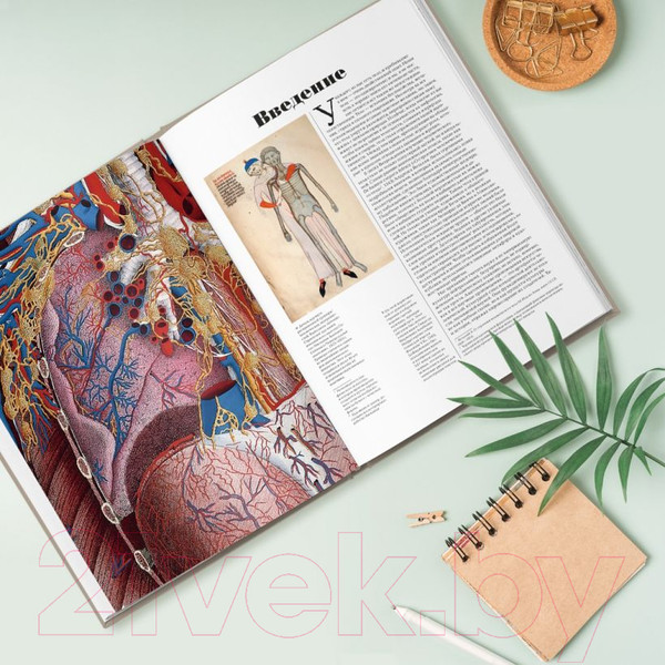 Изображение товара Книга Эксмо Анатомика. От ужасного до великого (Эбенштейн Д.)