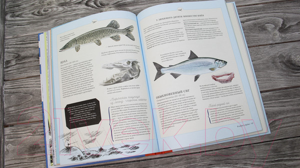 Изображение товара Книга АСТ Муми-тролли на рыбалке (Янссон Т.)