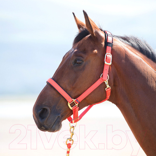 Изображение товара Недоуздок для лошади Shires Topaz COB / 387/ORANGE/COB (оранжевый)
