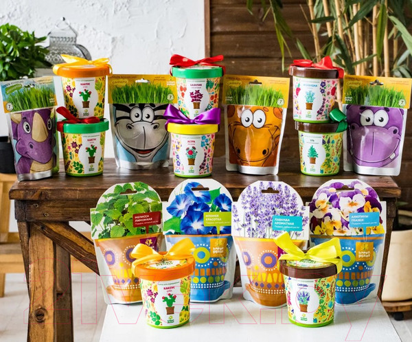 Изображение товара Набор для выращивания растений Вырасти меня Миньоны Боб / hpd-17