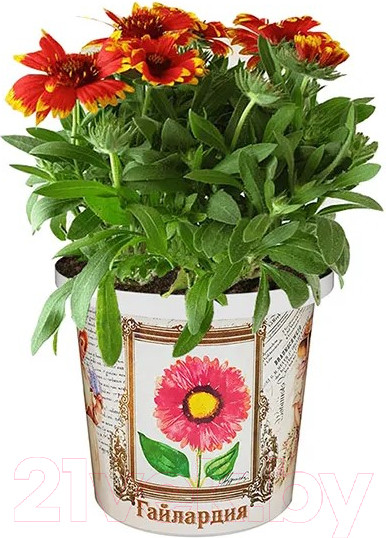 Изображение товара Набор для выращивания растений Rostokvisa Гайлардия / H1509