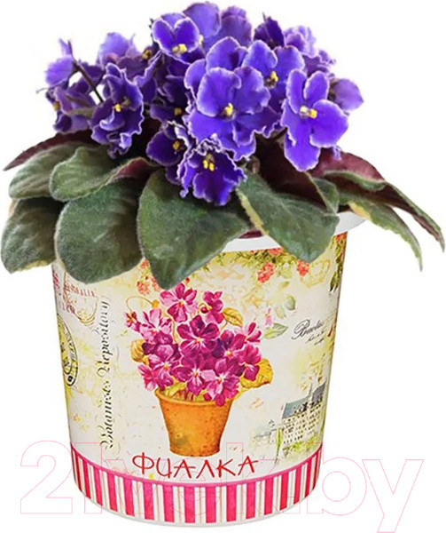 Изображение товара Набор для выращивания растений Rostokvisa Фиалка / 77100