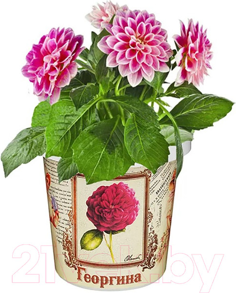 Изображение товара Набор для выращивания растений Rostokvisa Георгина / T1502