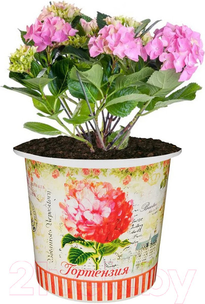 Изображение товара Набор для выращивания растений Rostokvisa Гортензия / 45962