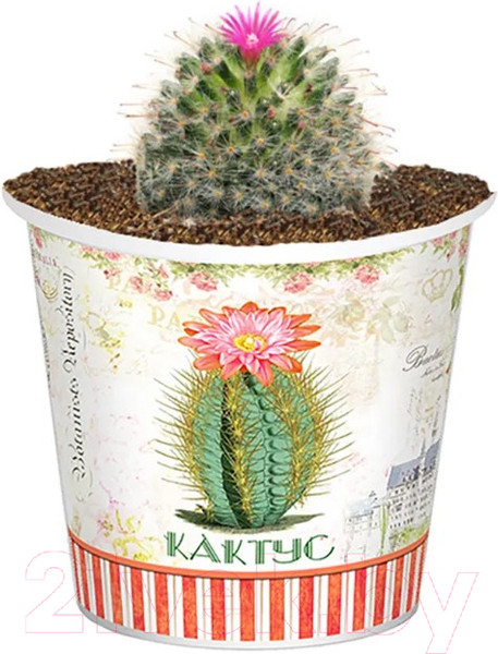Изображение товара Набор для выращивания растений Rostokvisa Кактус / 88826