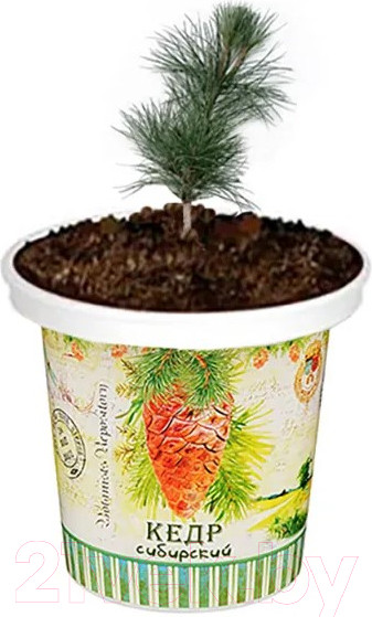Изображение товара Набор для выращивания растений Rostokvisa Кедр / 17164