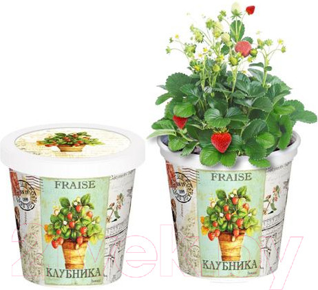 Изображение товара Набор для выращивания растений Rostokvisa Клубника / k1483