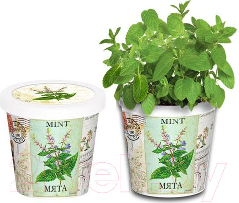 Изображение товара Набор для выращивания растений Rostokvisa Мята / W1487