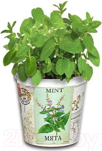 Изображение товара Набор для выращивания растений Rostokvisa Мята / W1487