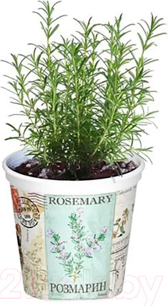 Изображение товара Набор для выращивания растений Rostokvisa Розмарин / q1491