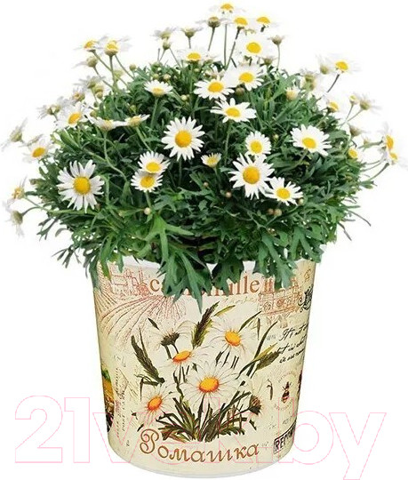 Изображение товара Набор для выращивания растений Rostokvisa Ромашка / A1495