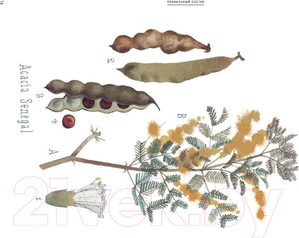 Изображение товара Книга Эксмо Необыкновенная обыкновенная гуашь (Блау А.)