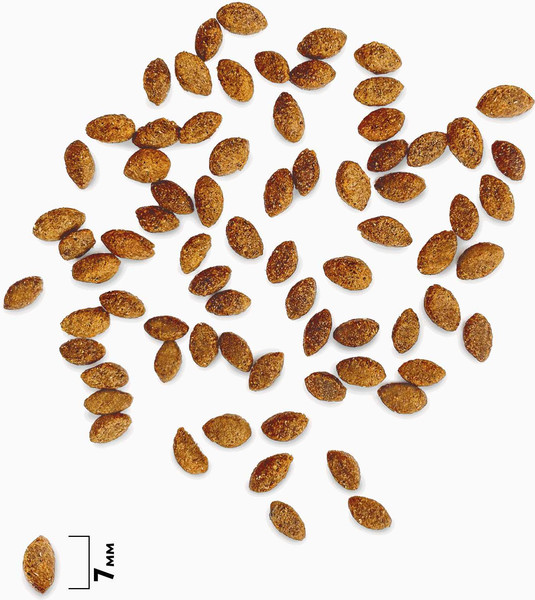 Изображение товара Сухой корм для кошек Brit Premium Cat Sterilized Salmon&Chicken / 5049356 (400г)