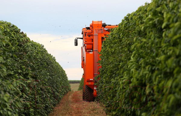 Изображение товара Кофе молотый Coffee Factory Бразилия Серрадо (250г)