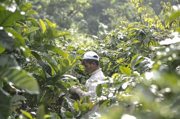 Изображение товара Кофе молотый Coffee Factory Вьетнам Арабика (250г)