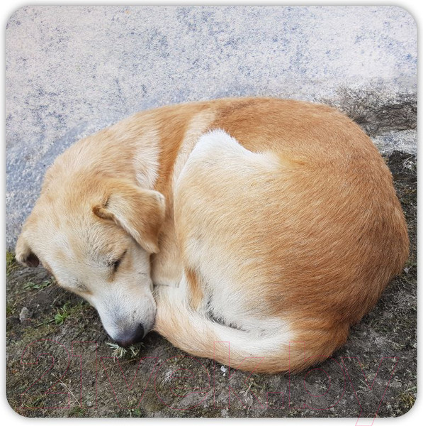 Изображение товара Настольная игра Мир Хобби Бобик или бублик? / 915436