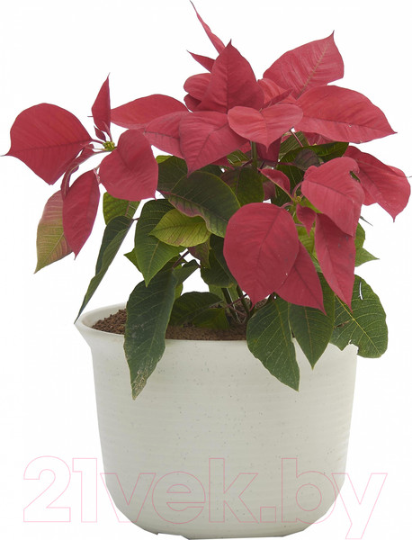 Изображение товара Вазон BOTANICA Cycle  (27x19см, белый мрамор)