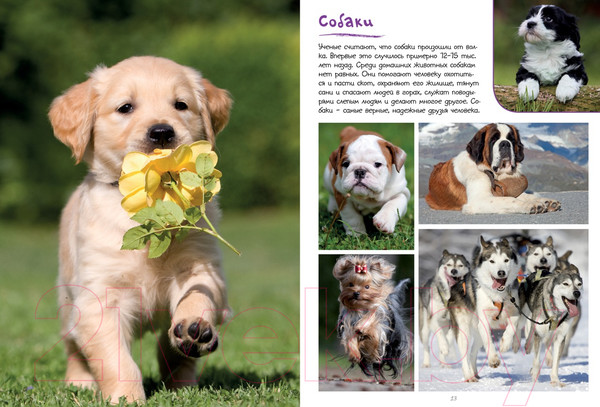 Изображение товара Энциклопедия Махаон Моя большая книга о животных (Куйе Н.)