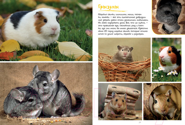 Изображение товара Энциклопедия Махаон Моя большая книга о животных (Куйе Н.)