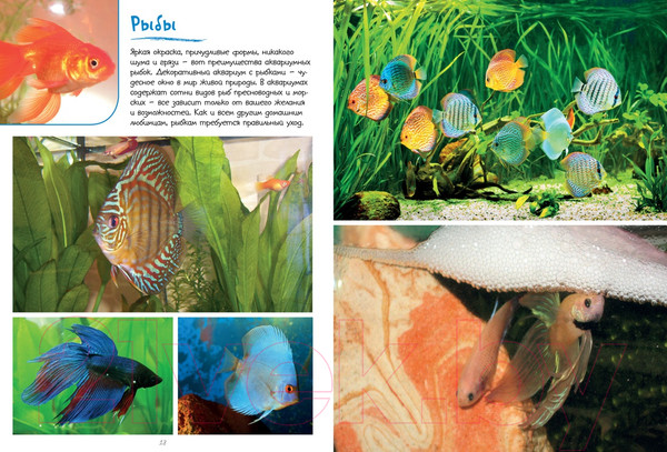 Изображение товара Энциклопедия Махаон Моя большая книга о животных (Куйе Н.)