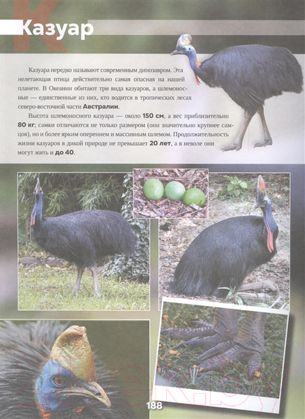 Изображение товара Энциклопедия АСТ Животные. 101 видео и 1001 фотография (Вайткене Л.Д.)