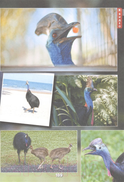 Изображение товара Энциклопедия АСТ Животные. 101 видео и 1001 фотография (Вайткене Л.Д.)