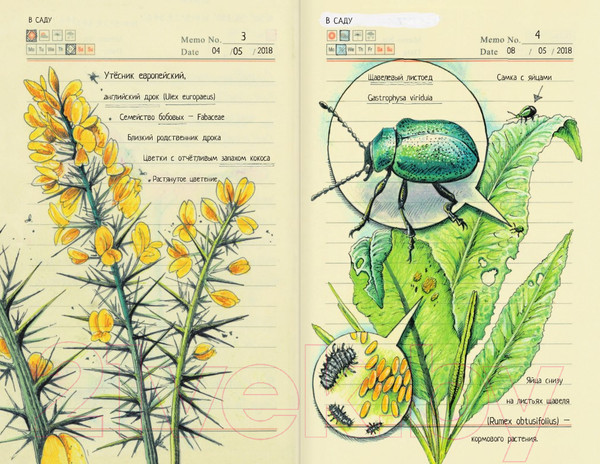 Изображение товара Энциклопедия АСТ Секреты родной природы. Дневник маленьких открытий (Браун Д.)