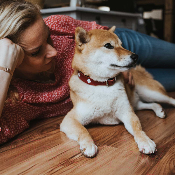 Изображение товара Ошейник HUNTER Collar Swiss 41867 (55/M, красный/черный)