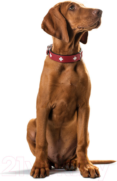 Изображение товара Ошейник HUNTER Collar Swiss 41955 (50/S-M, красный/черный)