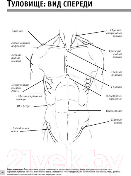 Изображение товара Нехудожественная книга АСТ Анатомия для художников