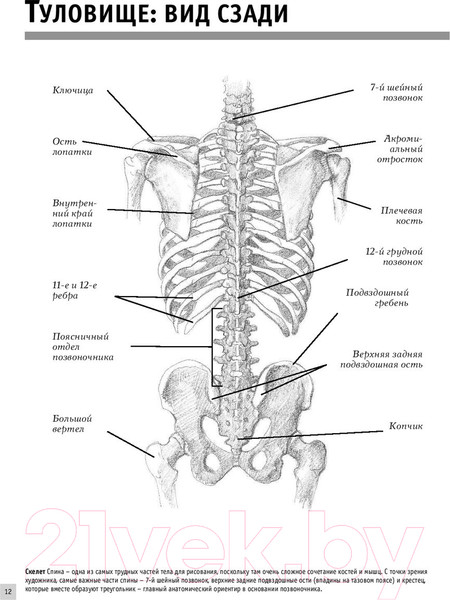 Изображение товара Нехудожественная книга АСТ Анатомия для художников