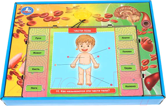 Изображение товара Развивающая игра Умка Электровикторина. Тело человека / HT522-R