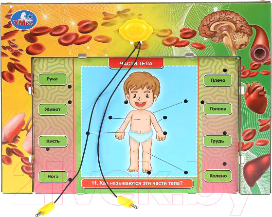 Изображение товара Развивающая игра Умка Электровикторина. Тело человека / HT522-R