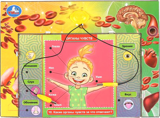 Изображение товара Развивающая игра Умка Электровикторина. Тело человека / HT522-R