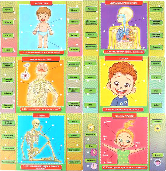 Изображение товара Развивающая игра Умка Электровикторина. Тело человека / HT522-R