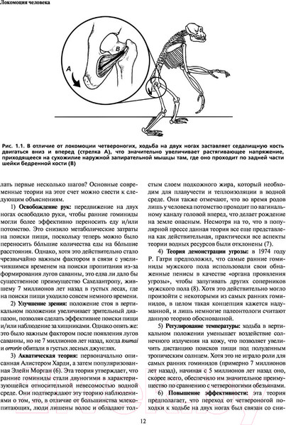 Изображение товара Книга Эксмо Локомоция человека. Протокол обследования, оценка, лечение (Мишо Т.С.)