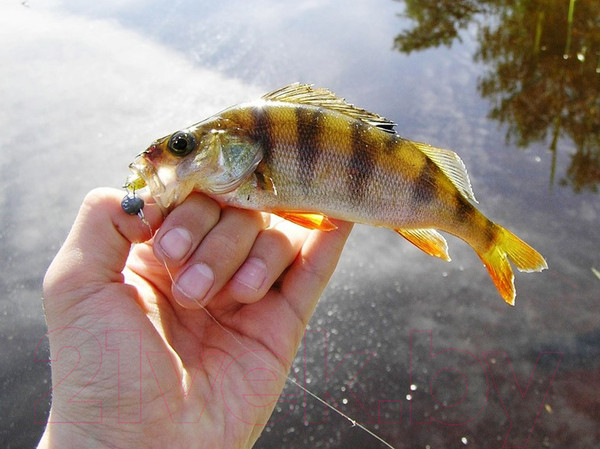 Изображение товара Мягкая приманка Lucky John Pro Series Baby Rockfish/ 140162-S26 (10шт)