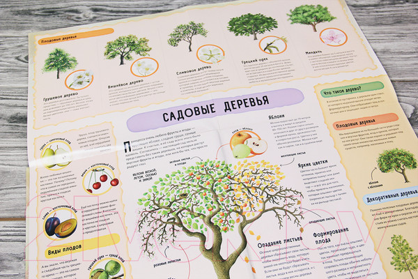 Изображение товара Книга АСТ Спящая красавица (Немцова Т., Секанинова Ш.)