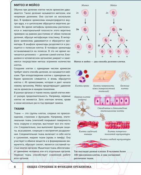 Изображение товара Книга АСТ Атлас анатомии человека с дополненной реальностью  (Спектор А.А.)