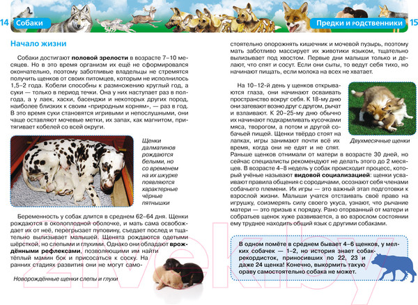 Изображение товара Энциклопедия Росмэн Собаки (Травина И.)