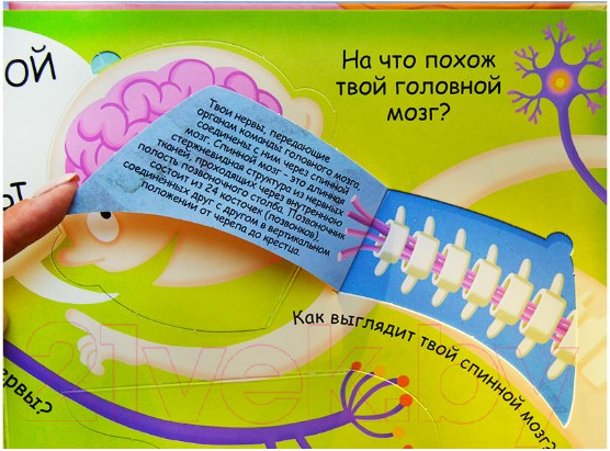 Изображение товара Развивающая книга Робинс Волшебные окошки. Мое тело