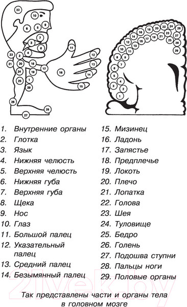 Изображение товара Книга АСТ Увлекательная психология (Селезнева Е.В.)