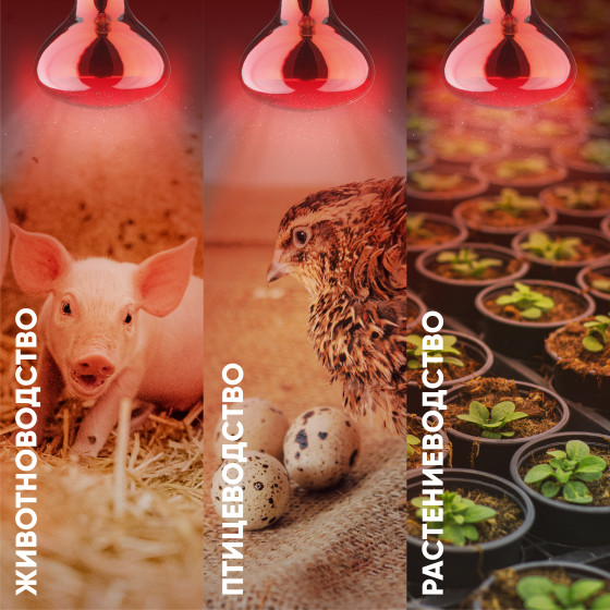 Изображение товара Лампа для растений ЭРА ИКЗК 220-250 R127 / Б0055442