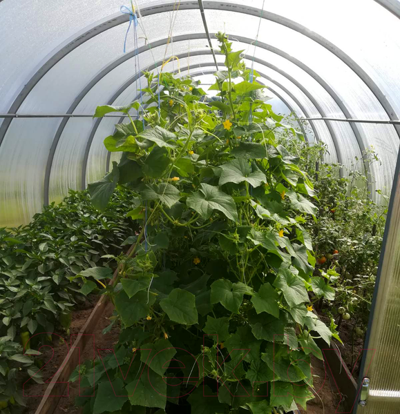 Изображение товара Теплица КомфортПром 3x10м(1) / 10014060 (с поликарбонатом)